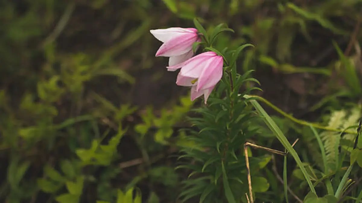 Shirui Lily - A rare plant grown only in Manipur and cannot be replanted anywhere in the world