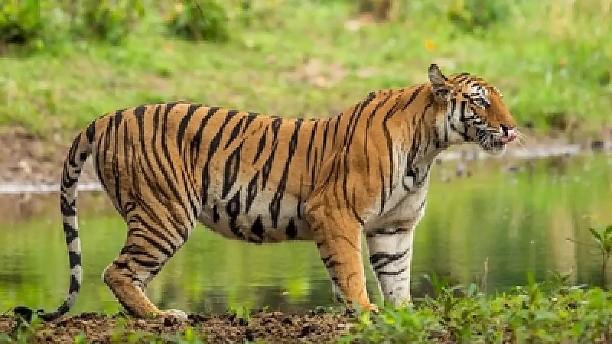 India's 52nd Tiger Reserve - Rajasthan’s Ramgarh Vishdhari Sanctuary 