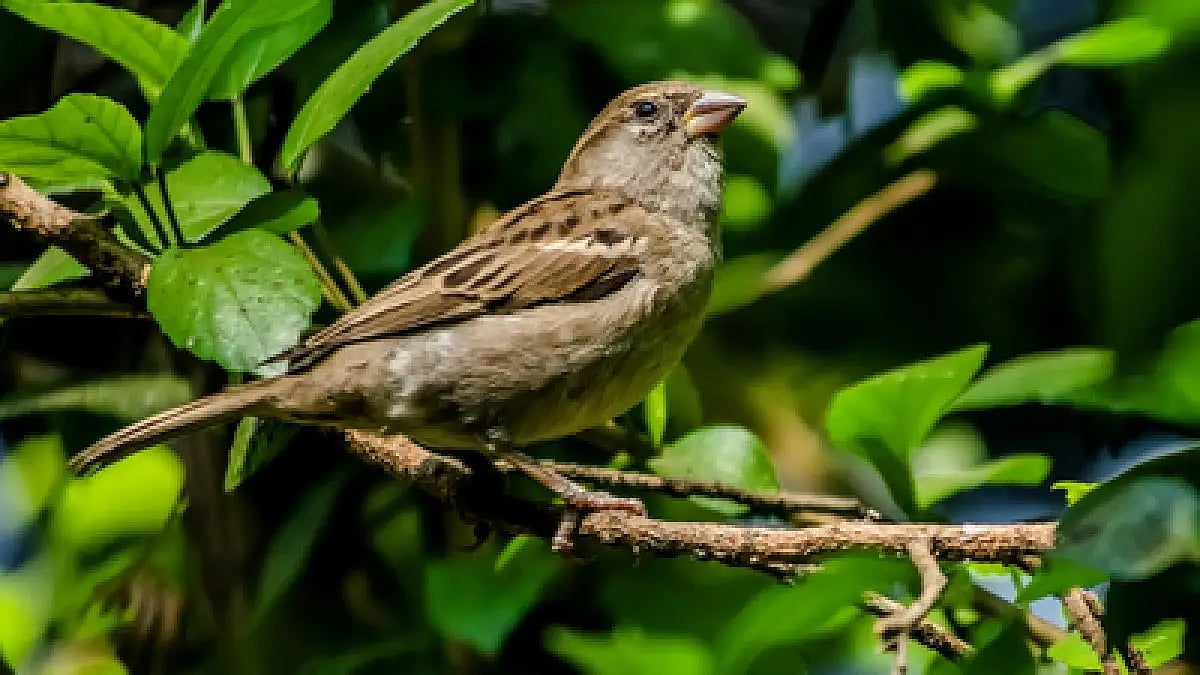 In 2012, Delhi adopted sparrows as its state bird