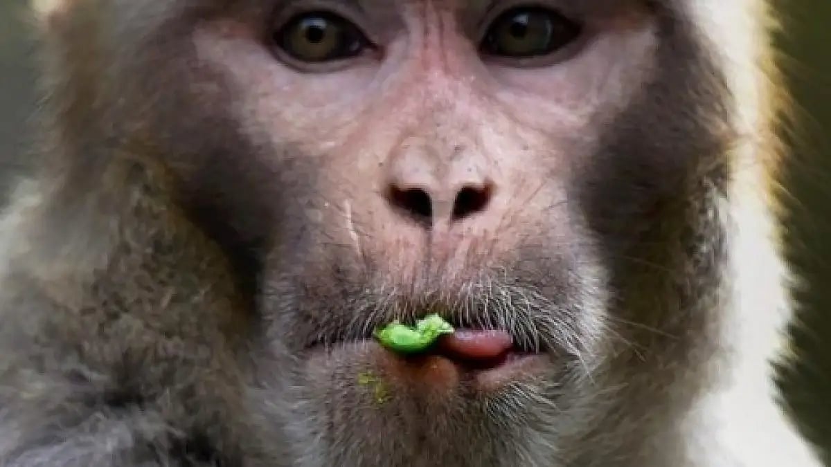 Monkey dies of electrocution 