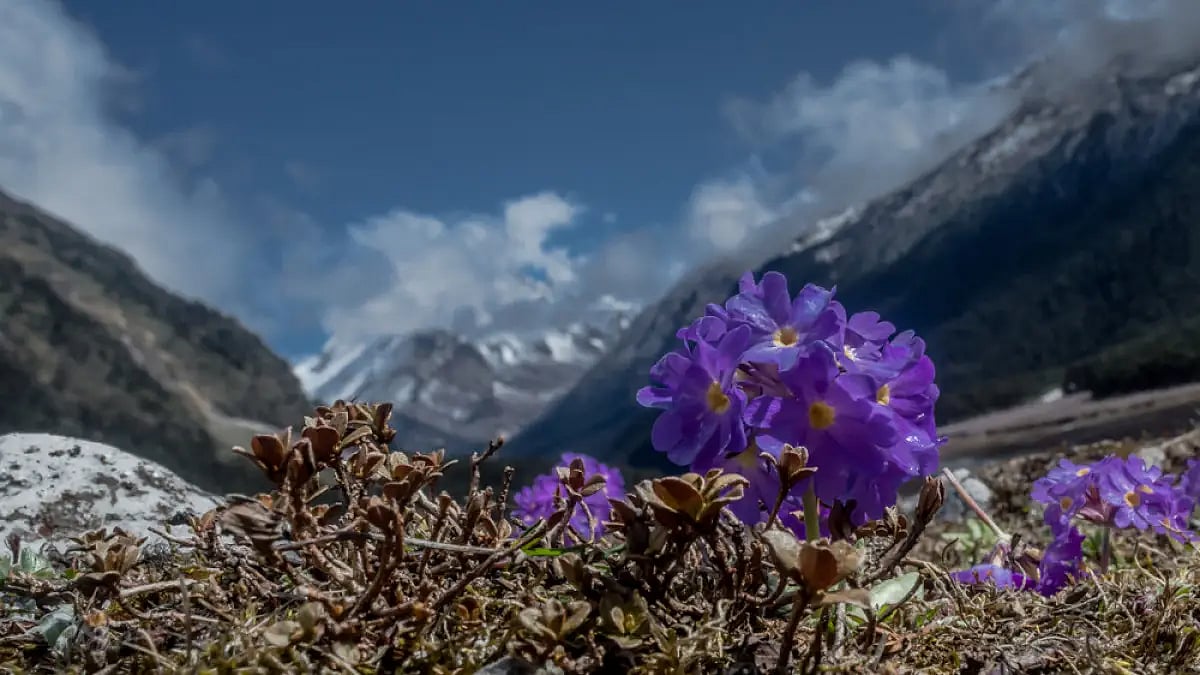 Primula farinose or Himalayan Primrose at Yumthang valley, Sikkim.