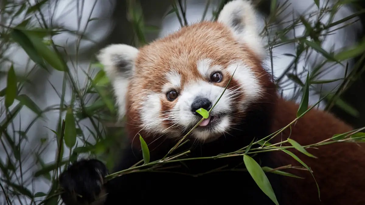 The red panda, the state animal of Sikkim, can be found on the coat of arms of the Sikkim Forest Dep