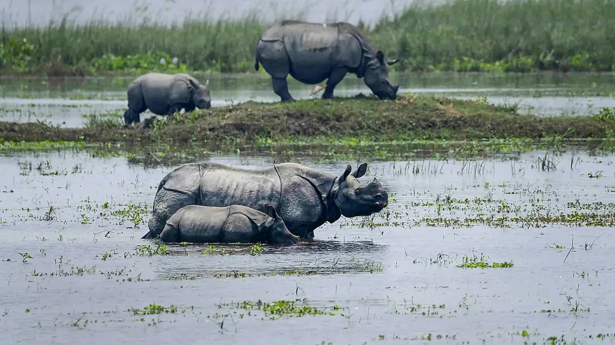 Rhino Habitats In Assam Facing Threat From Invasive Plant Species