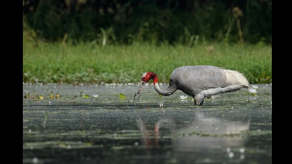 Sarus crane, the state bird of Uttar Pradesh