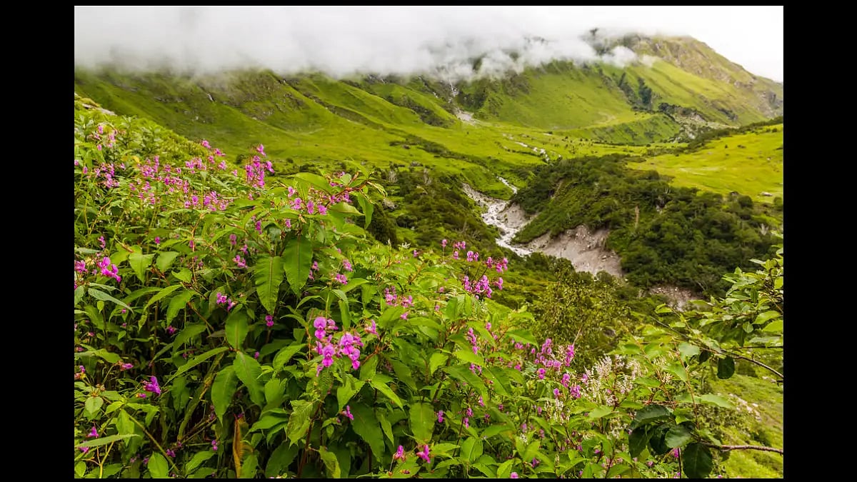 The Valley of Flowers in Uttarakhand 