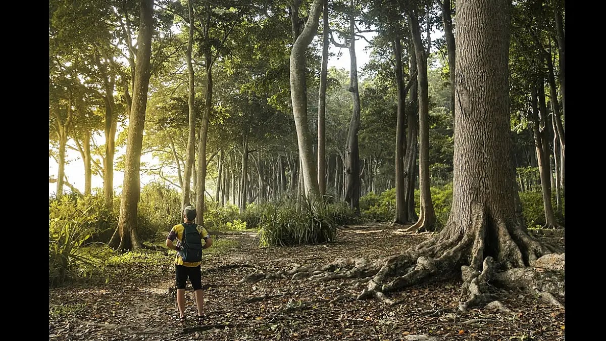 A forest trail in one of the Andaman islands