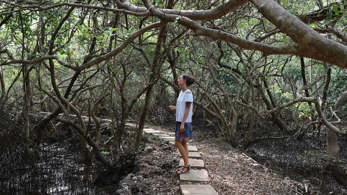 Walking through the mangroves at Salim Ali Bird Sanctuary in Goa