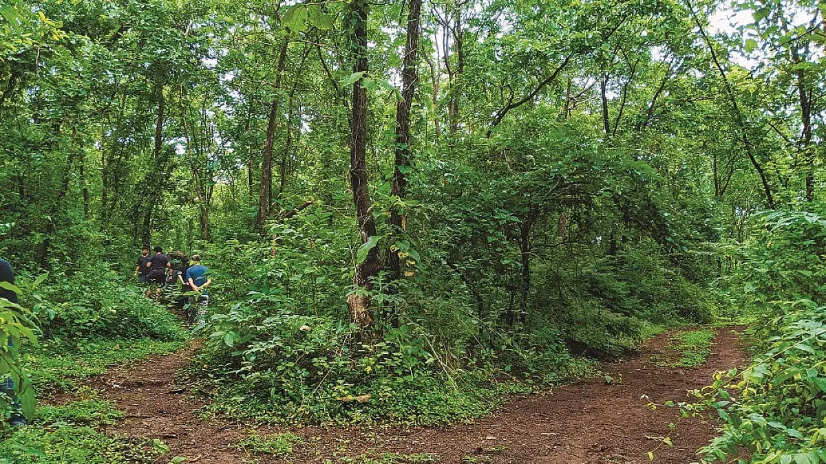 A walk in the forest of Vanvadi