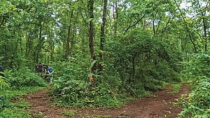 A walk in the forest of Vanvadi