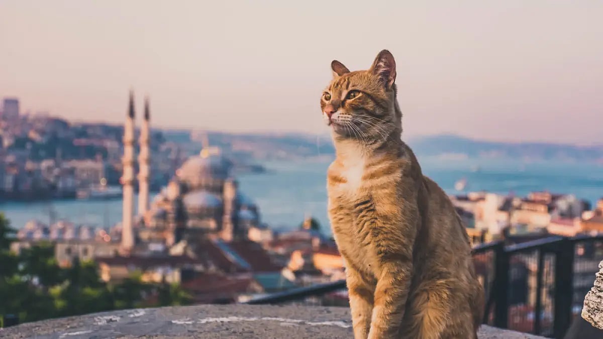 The Ottomans played a major role in integrating cats into the fabric of Istanbul, making it a haven 