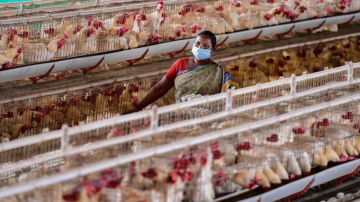Poultry farm (representative image)