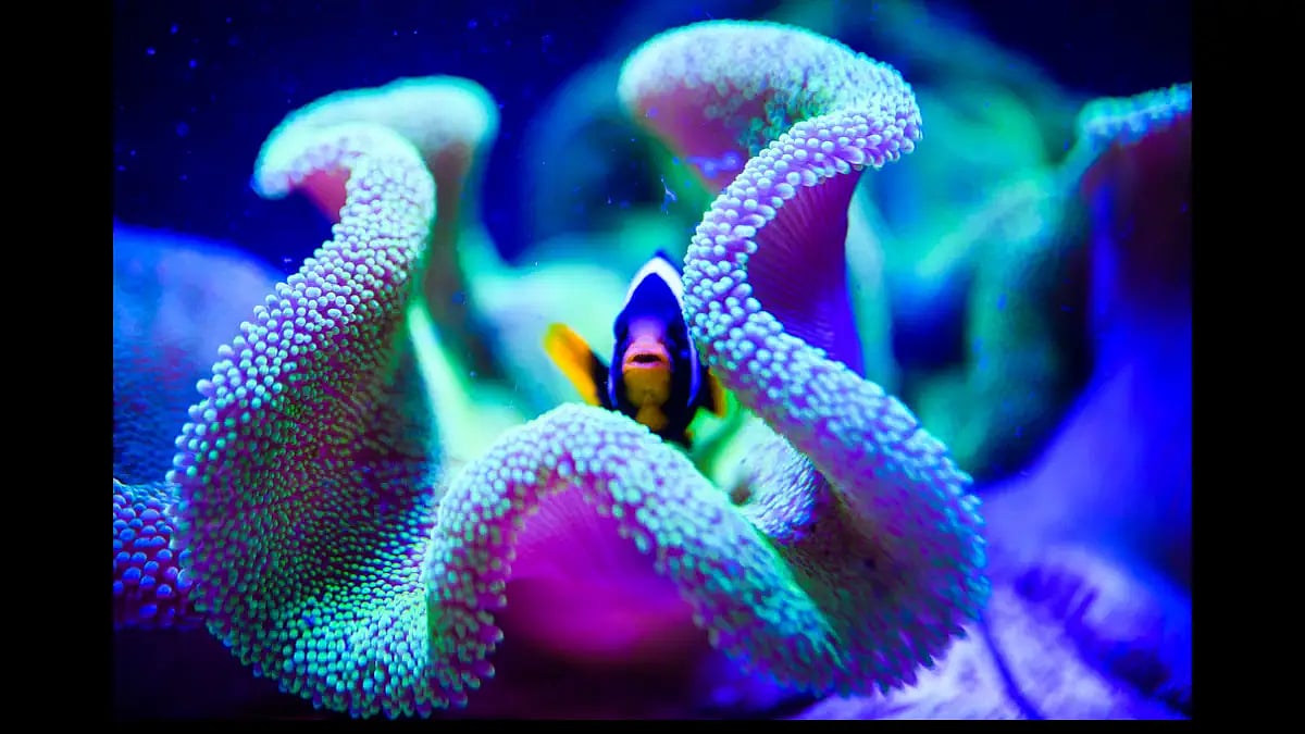 A tropical fish underwater 