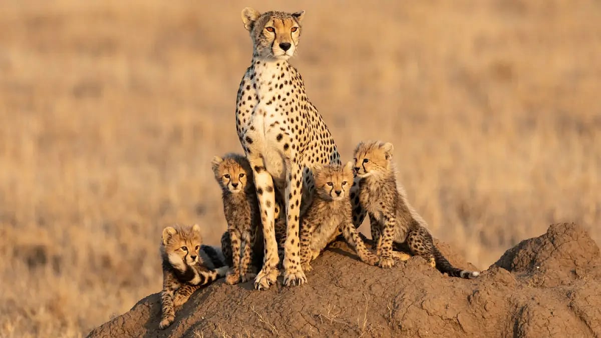 Cheetah, the only large carnivore, was wiped out due to hunting and loss of habitat