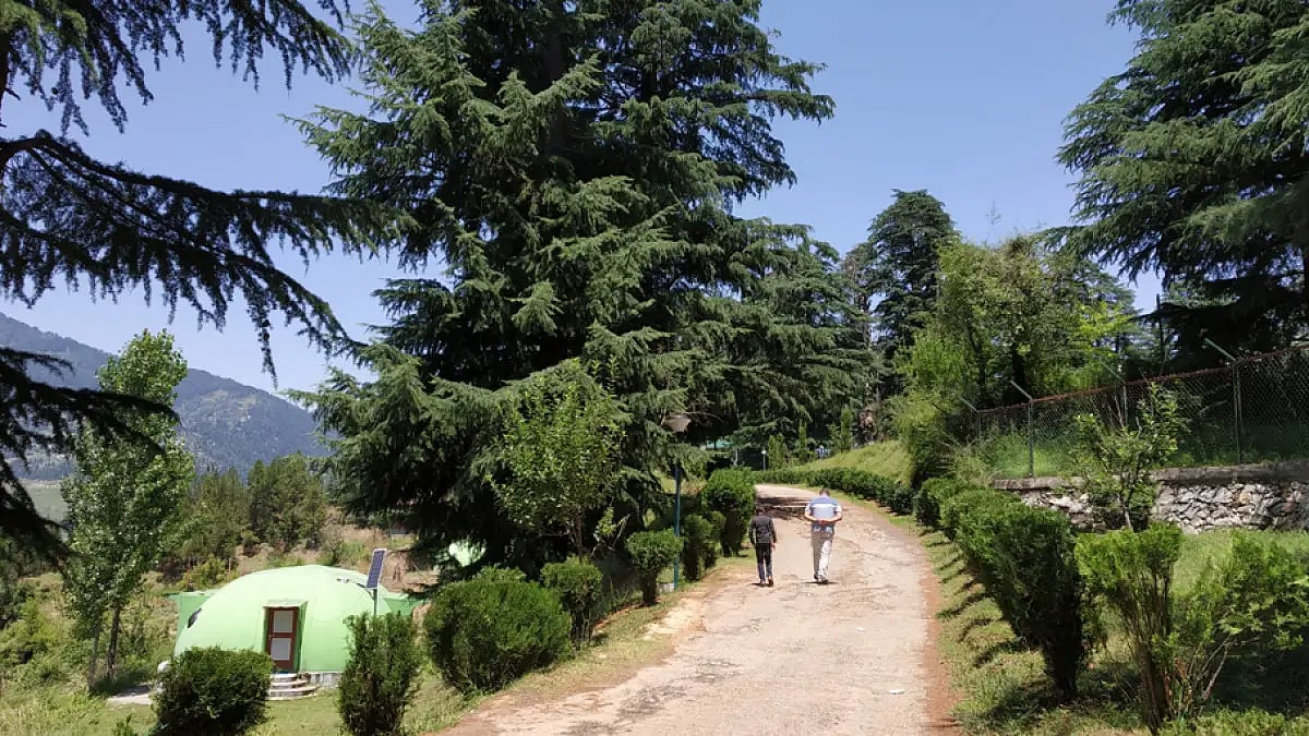 Patnitop faced danger leading to forest fires and damaging the forest ecosystem