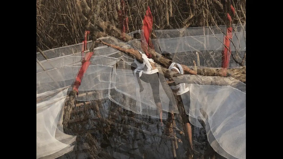 Mangroves along Goas coast are a lifeline for biodiversity and human existence.