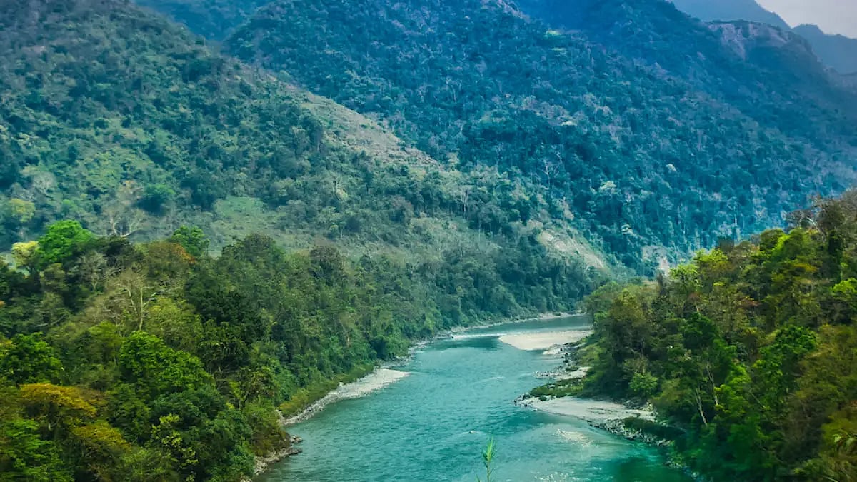The world’s smallest and rarest wild pigs, have been released in Manas National Park of Assam