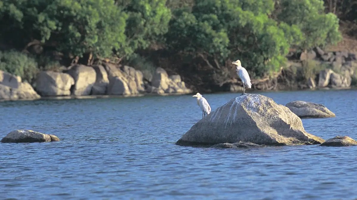 File photo : A photo of Ken River at Panna, MP