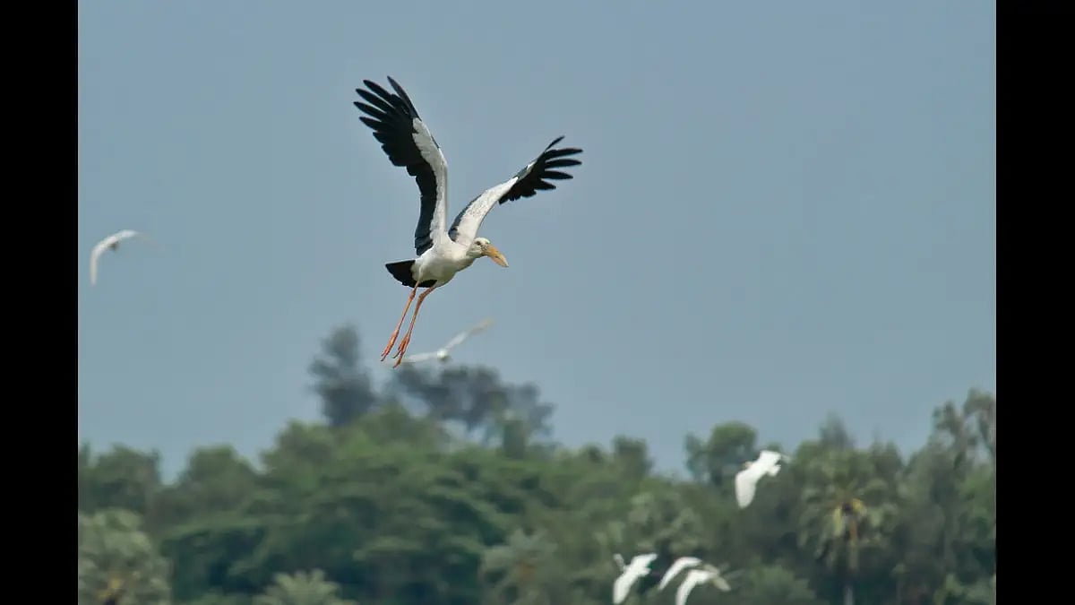 Catch the Asian Open Billed Storks at Raiganj Wildlife Sanctuary