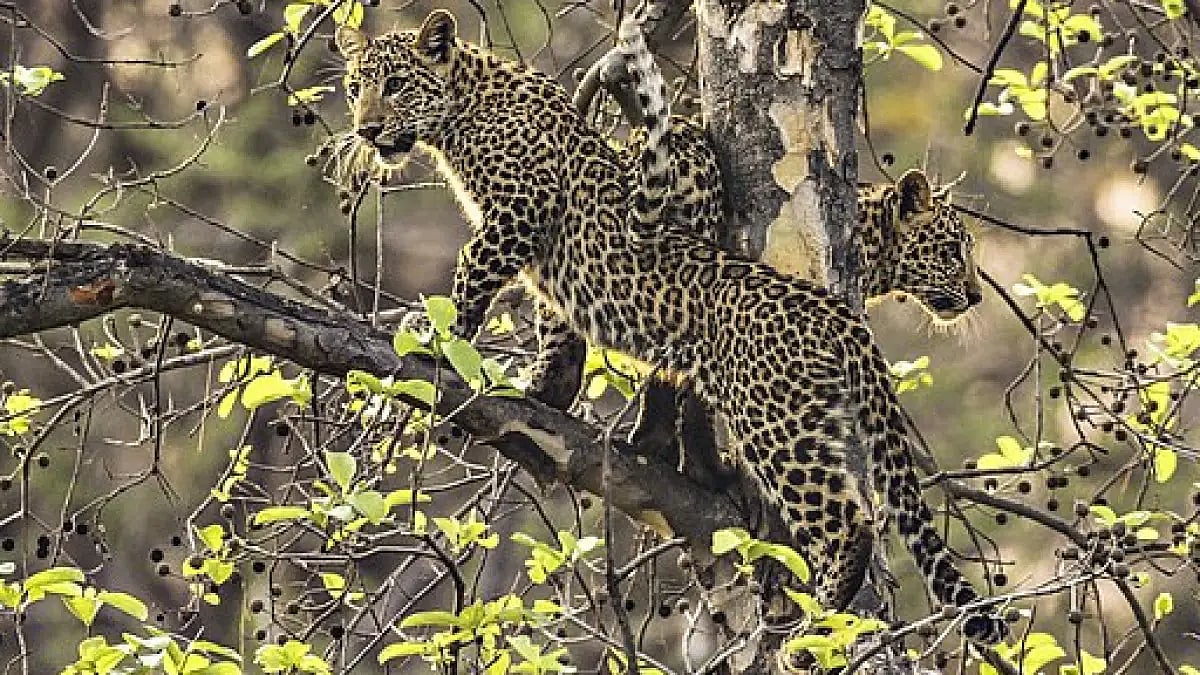 India's tiger-centric conservation is affecting other animals' habitat, such as leopard