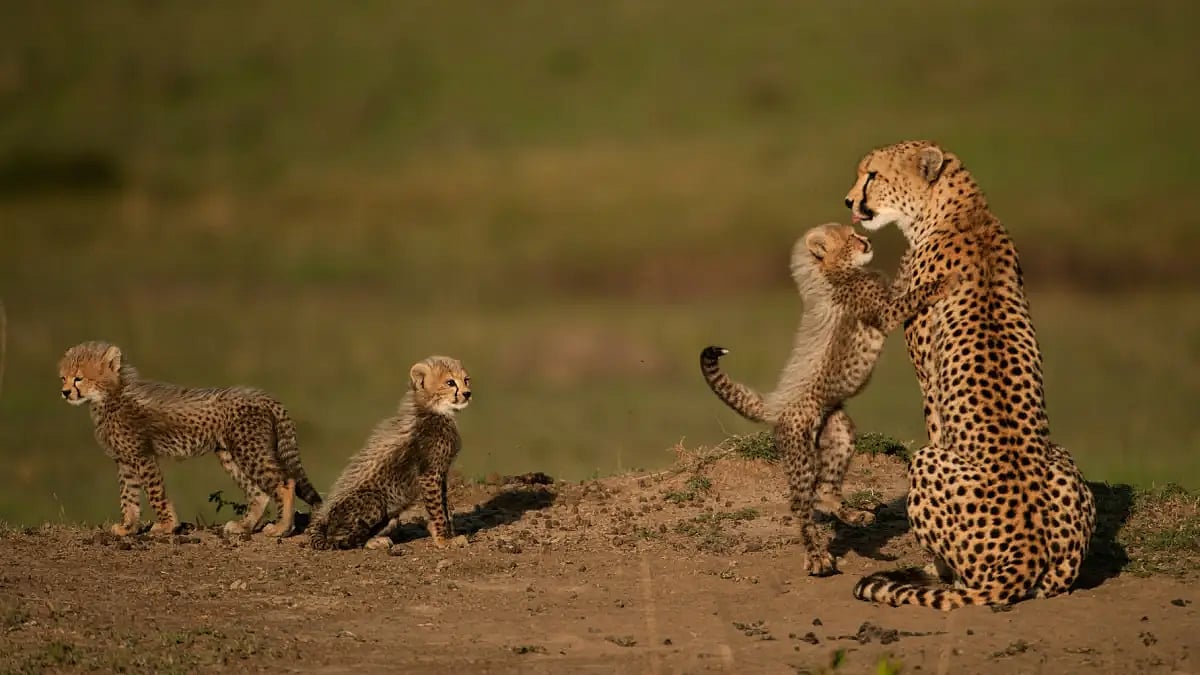 Cheetah Conservation Representational Image