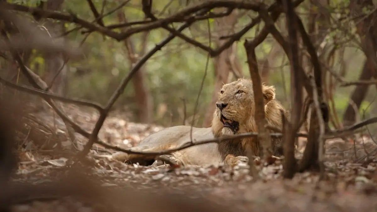 Human-animal conflict in India