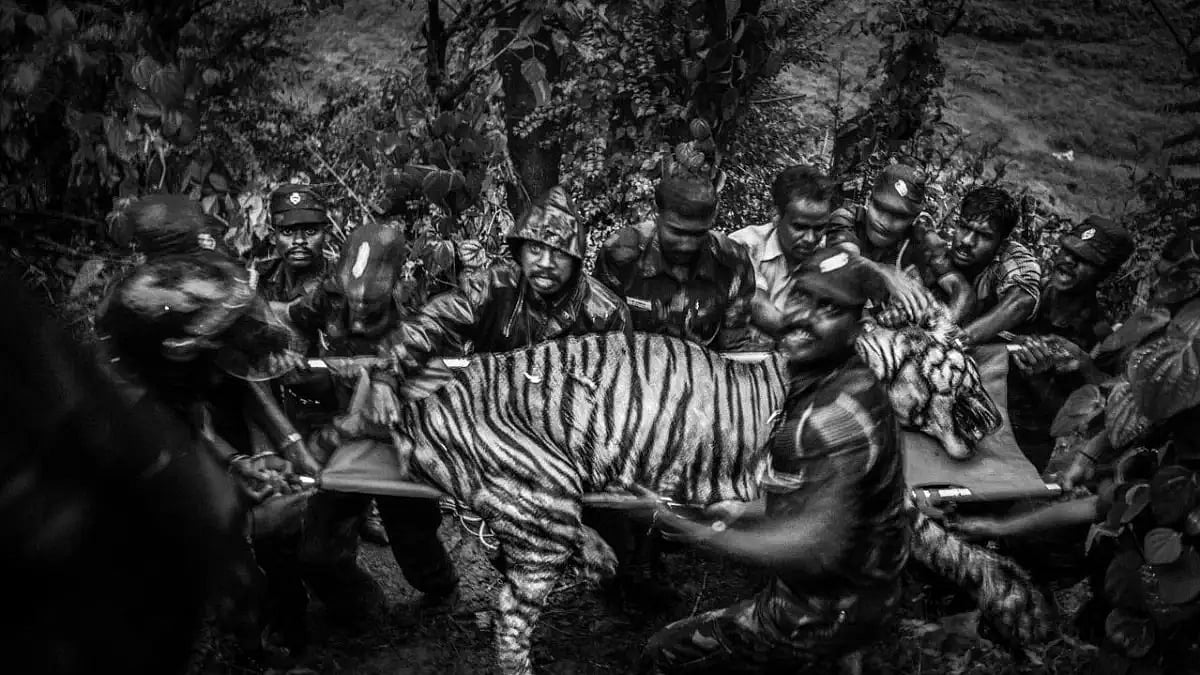Negative interactions between people and tigers continue to escalate