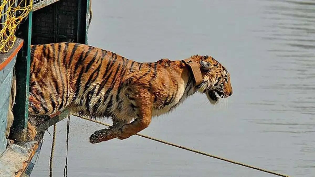 A newly trapped tigress wearing a Radio Collar, getting released at Pirkhali Forest block in Sundarb