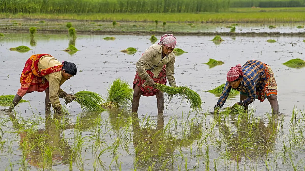 Paddy plantation in Nadia