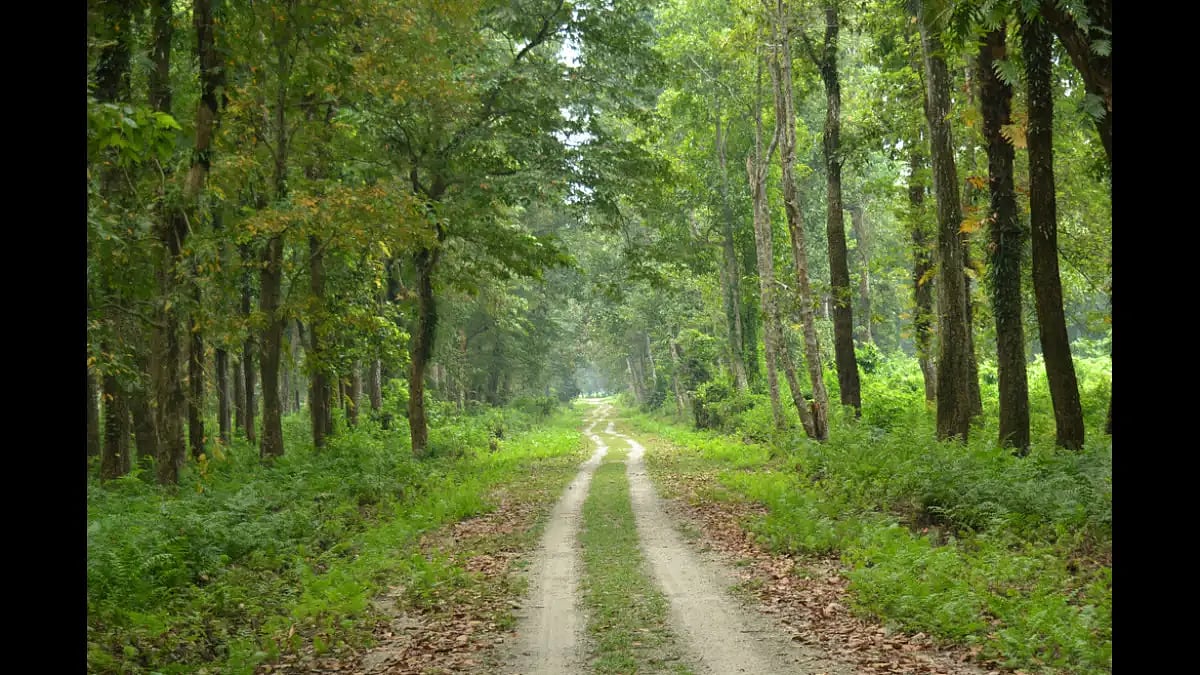Lush green forest in the Dooars region of West Bengal