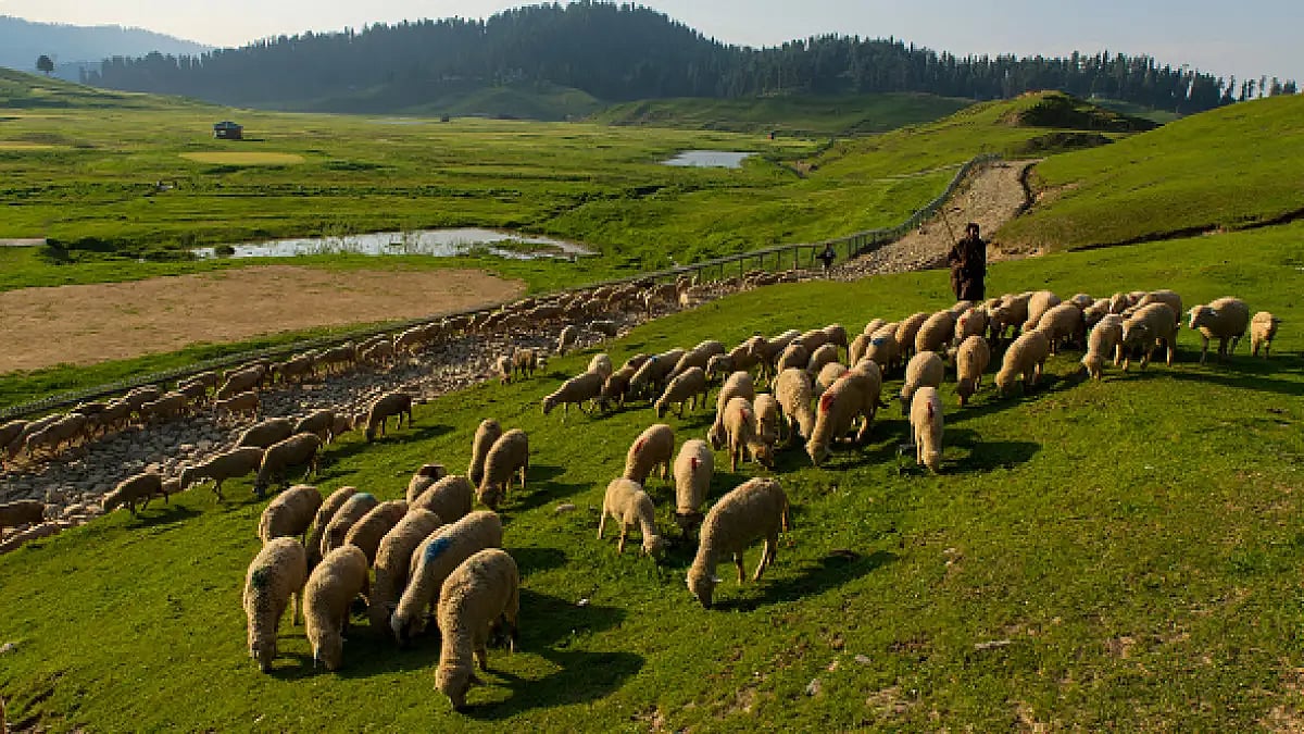 Traditional forest dwellers in Jammu and Kashmir (Representative image)