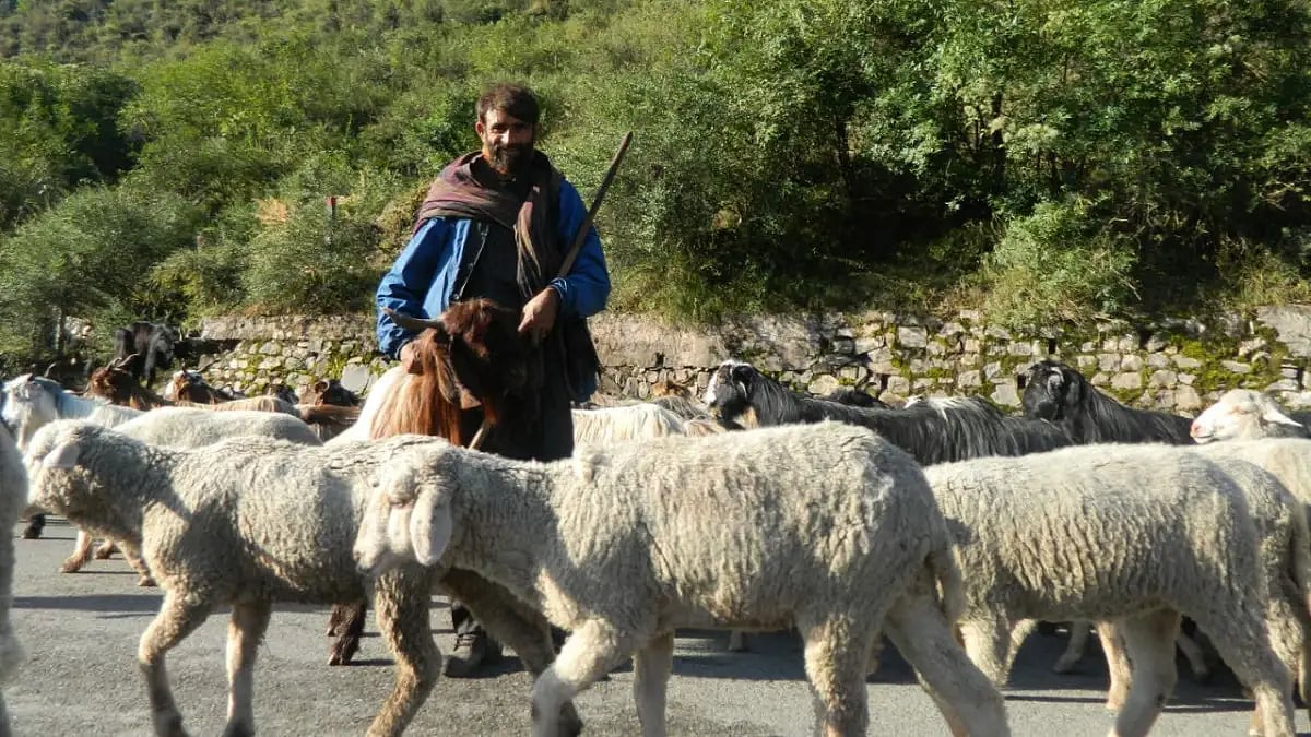 Tribes of Jammu and Kashmir