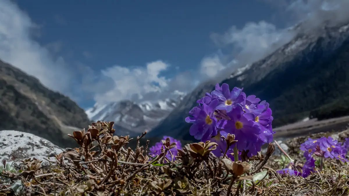 Trekking routes in Sikkim offer the best of nature