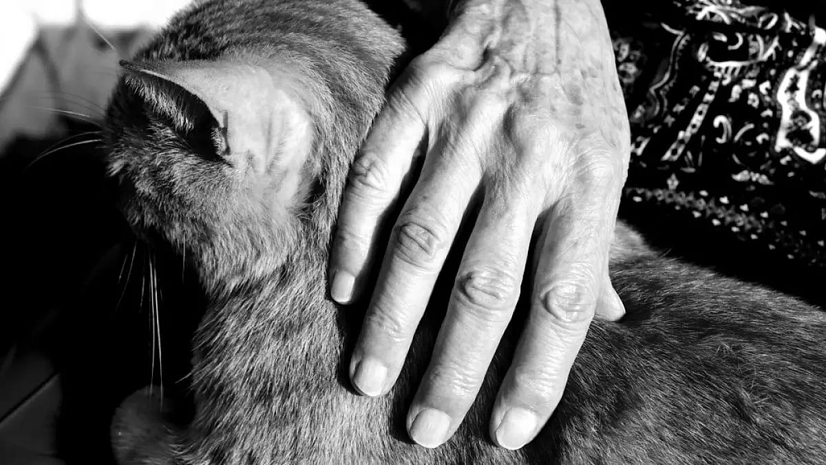 Short Story: The Lady And Her Umpteen Cats