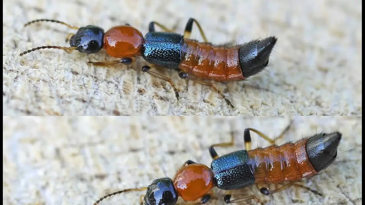 Image of Nairobi flies.
