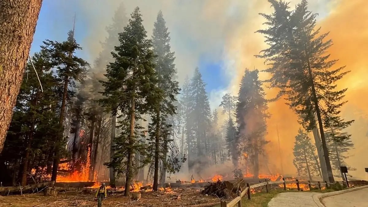 Wildfire at Yosemite National Park,USA.