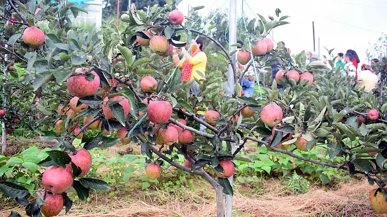 Apples being grown in Jubbal Kotkhai I Photo credits: Babli Thakur - null