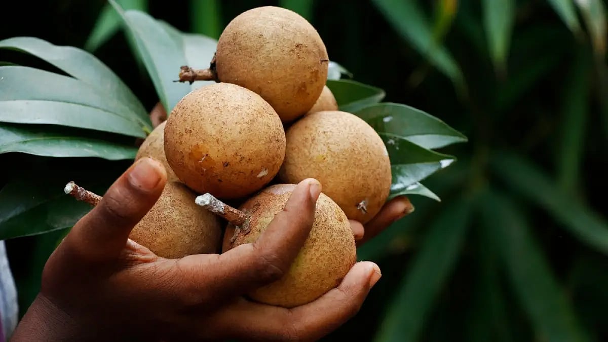 The idea here is to chill. Wake up to the cock’s crow and open your eyes to a canopy of dark chikoo 