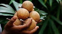 The idea here is to chill. Wake up to the cock’s crow and open your eyes to a canopy of dark chikoo 