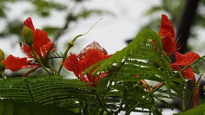 Monsoon melancholy.