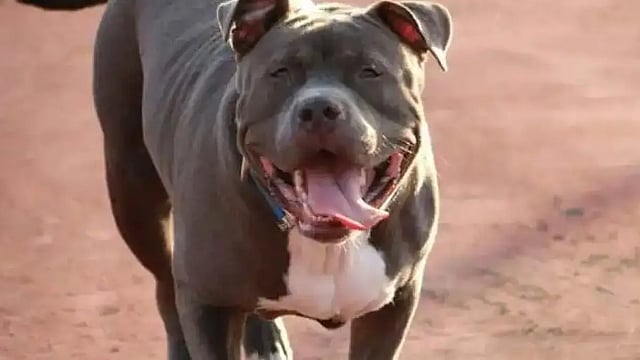 82-Year-Old Lucknow Woman Mauled To Death By Pet Pitbull