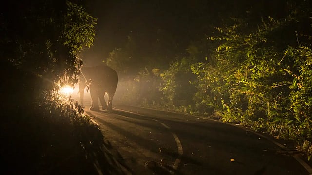 Madhya Pradesh To Stop Night Safari As It Causes Hindrance To The Wildlife