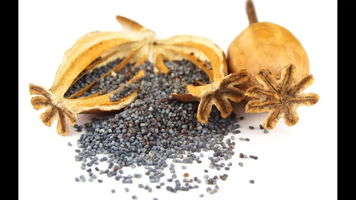 recovery of over 1,100 kg of poppy straw from two Punjab-bound vehicles