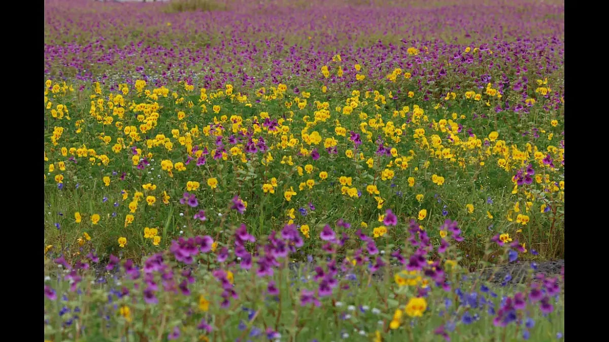 Kaas plateau in the Western Ghats is part of the UNESCO Biosphere Reserve
