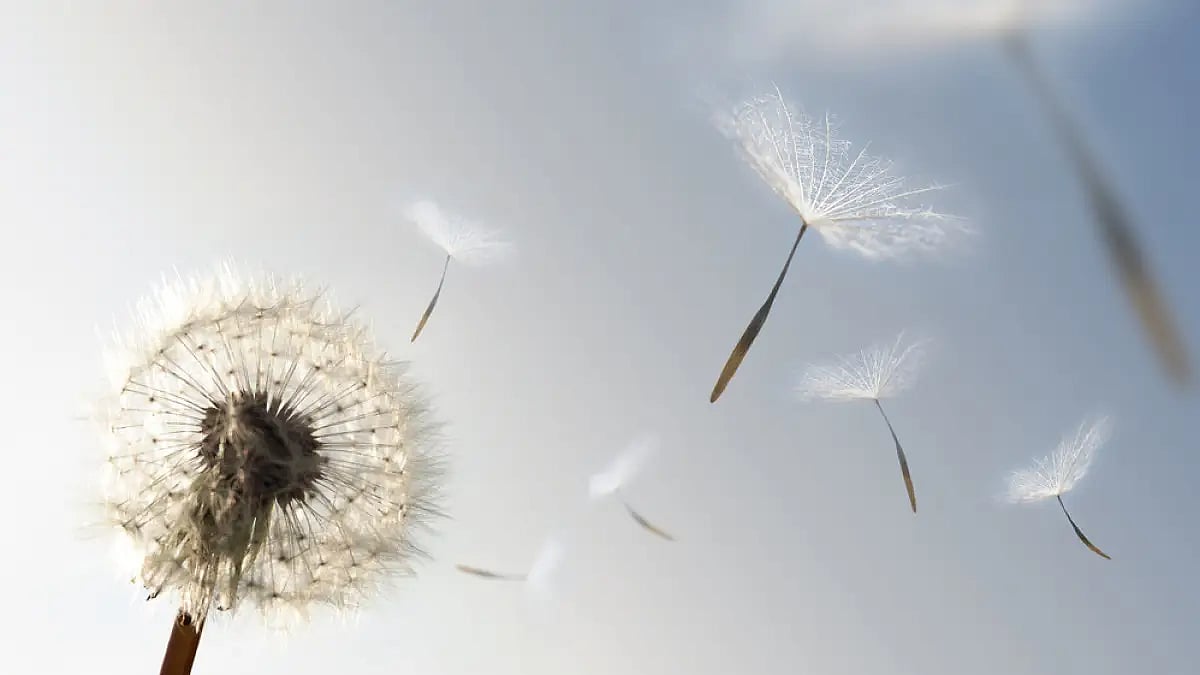 Dandelions and flowers.
