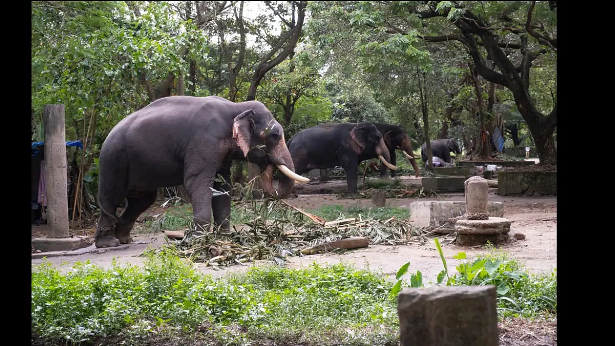 At the Punnathoor Kotta elephant yard of Guruvayoor Temple