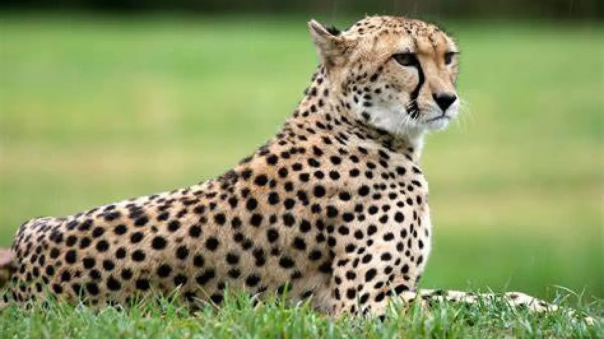 Prime Minister Narendra Modi will release cheetahs brought from Namibia 