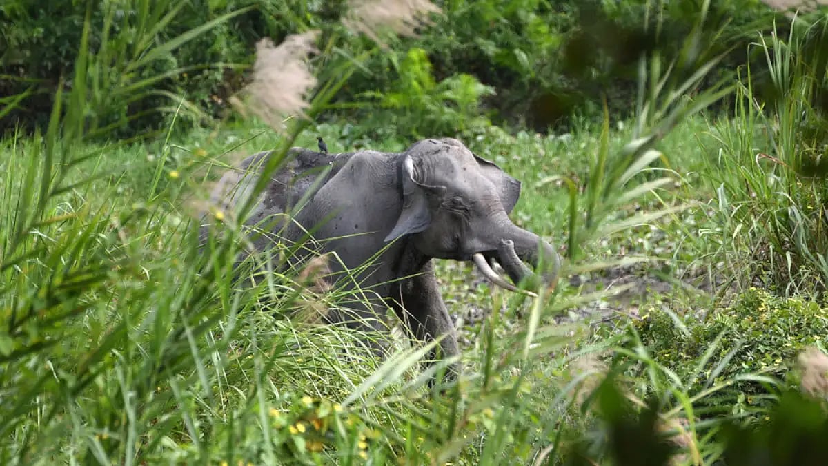 The Barak Bhuban Wildlife Sanctuary will be spread over an area of 320 sq. km