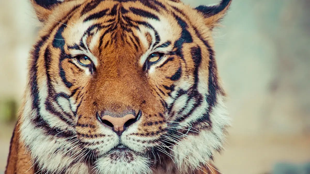 Expert naturalists will share first-hand knowledge on subjects that seek to build awareness about ti