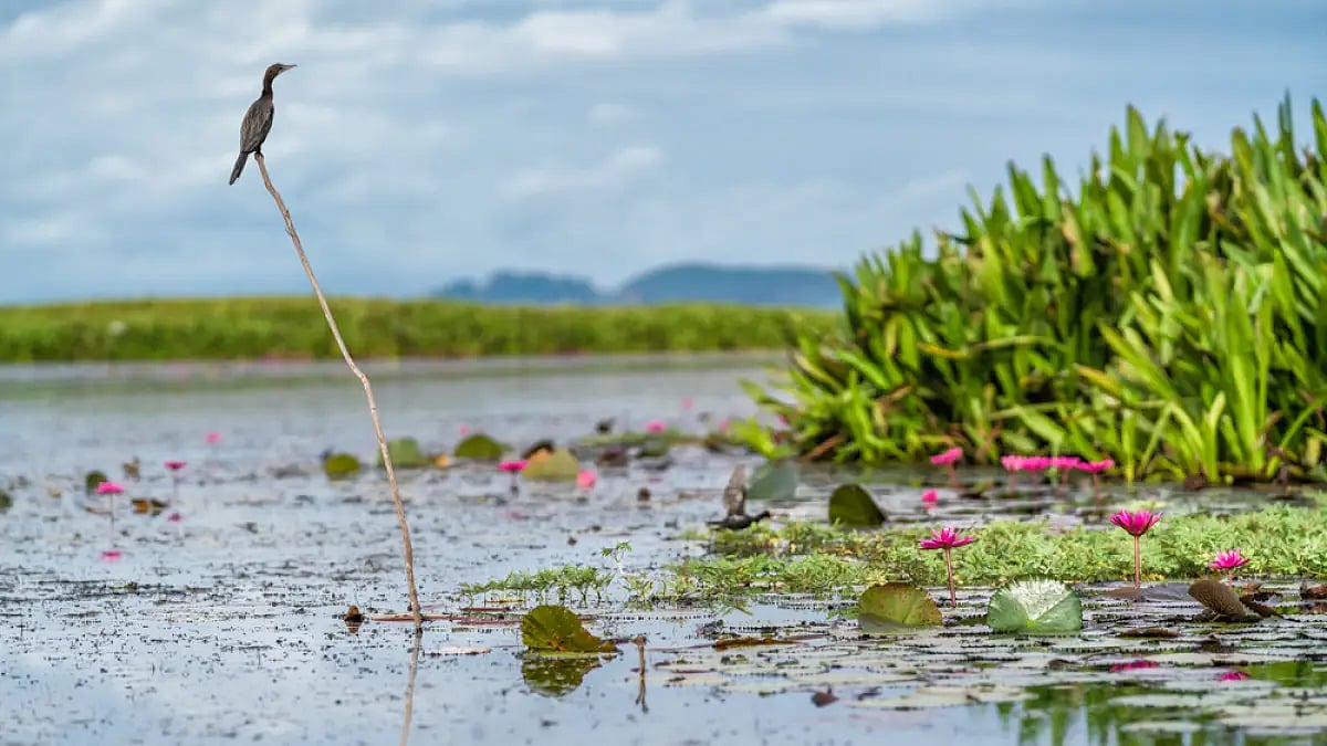 There are over two dozen of sites across India which are waiting to get Ramsar recognition