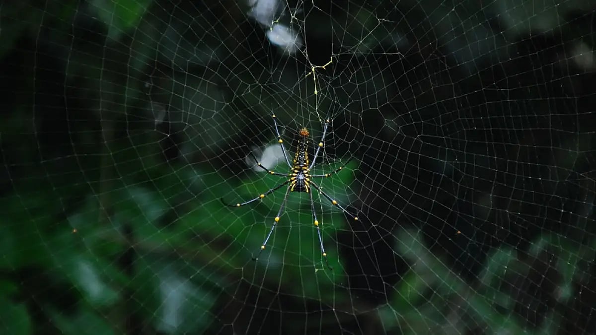 Forest bathing in Kerala 